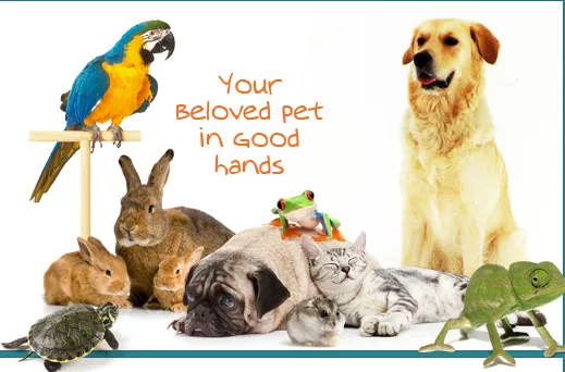 All Birds Cats Dogs & Exotics Animal Clinic, Florida, Palm Beach Gardens